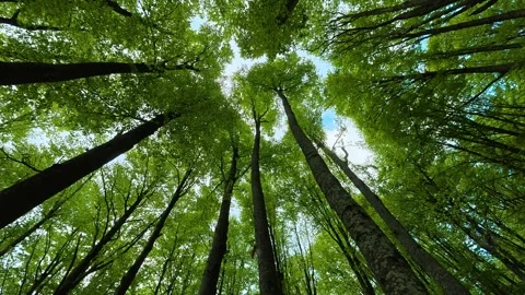 Trees rise tall, reaching for sky above. Jastrebac Mountain, Serbia. Vídeos de archivo 336023894