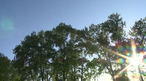 Trees on river 2 스톡 동영상 4958462