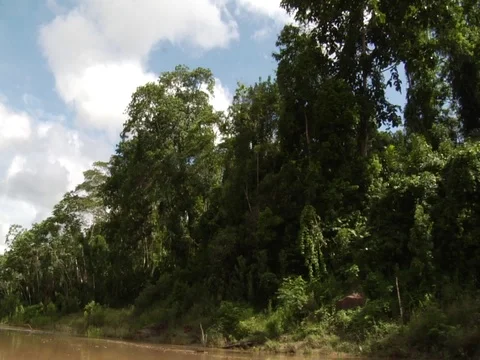 Trees by River in Amazon Jungle Rainforest Stock Footage 112948402