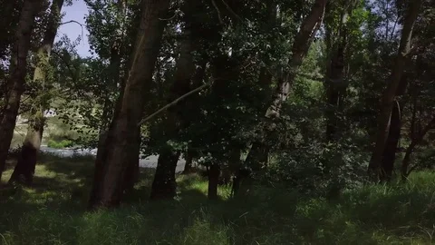 Trees on the river bank Stock Footage 76656076