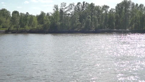 Trees on the river Bank Stock Footage 113535092