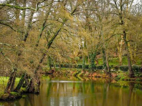 Trees on the river bank Stock Photos