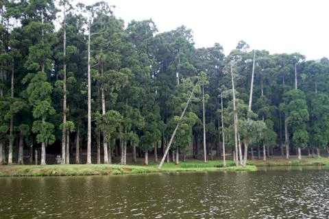 Trees on River Bank Stock Photos