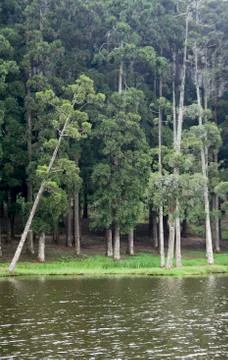 Trees on River Bank Stock Photos