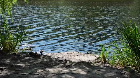 Trees By River Ducks summer 01svv Stock Footage 47004442