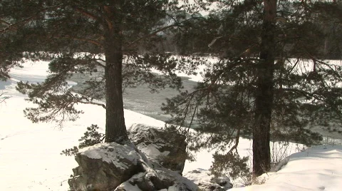 Trees &amp; river Stock Footage 788610