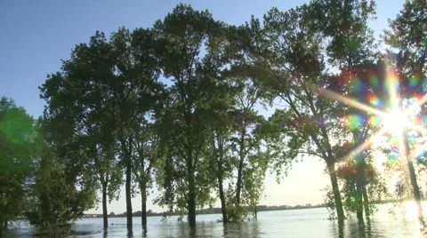 Trees on river Stock-Footage 4957132