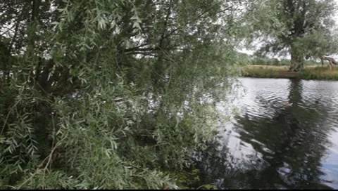 Trees by a river Stock-Footage 7747858