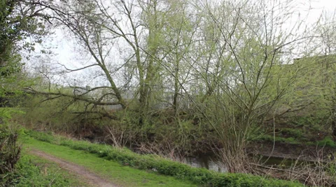 Trees by river 库存影片 34622815