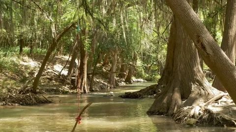 Trees on the River 動画素材 94402533
