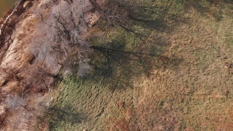 Trees by river Stock Footage 98800785