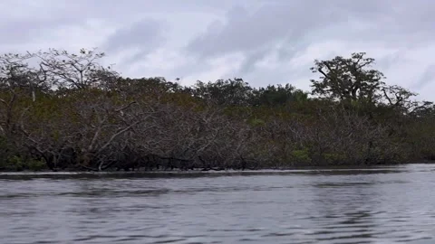 Trees on the River Video stock 243765528