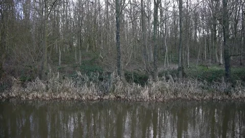Trees by river Stock Footage 313527351
