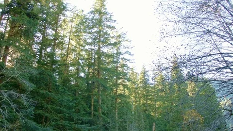 Trees by river McKenzie River Valley Oregon 37 Video stock 81923763