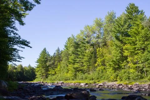 Trees on River Stock Photos
