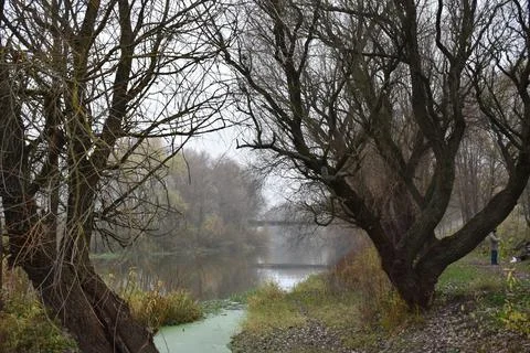 Trees by the river Stock Photos