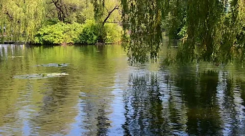 Trees River reflection ducks summer 03svv Stock Footage 47004406