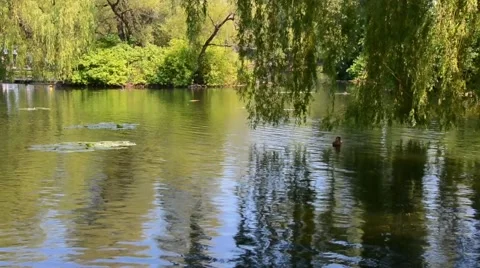 Trees River reflection ducks summer 02svv Stock Footage 47004413