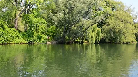 Trees River reflection summer 01svKBv Stock Footage 47410907