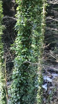 Trees river vegetationLeafy forest pathway. Stock-Fotos