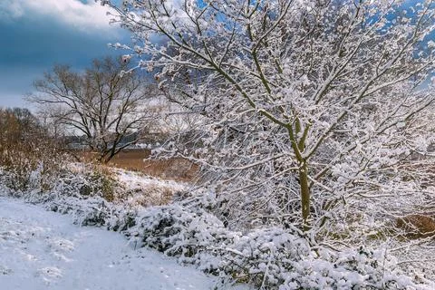Trees on the river Warnow in winter time in Rostock, Germany Stock Photos