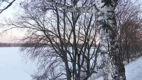 Trees at the river in winter 库存照片