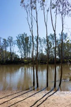 Trees on Riverbank Casting Shadows on a Clear Sunny Day Stock Photos