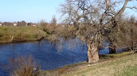 Trees on the riverside Stock-Footage 49274885