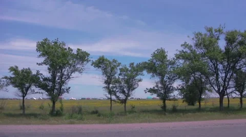 Trees at the road Stock Footage