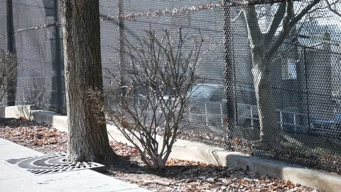 Trees on the Road Stock Footage 122486651