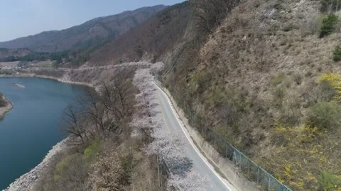 Trees on the road with mountain and river, drone shot 스톡 동영상 303131321