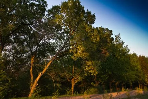 Trees with road to park Stock Photos