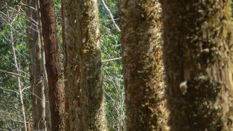 Trees by road Stock Photos