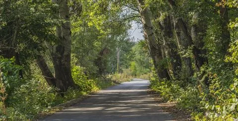 Trees by the road Foto stock