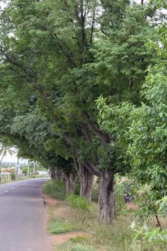 Trees on road. Foto stock