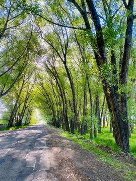 Trees on the road Stock Photos