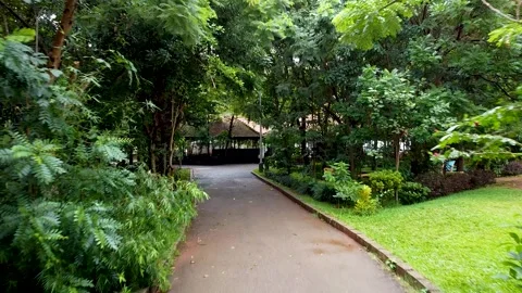 Trees, Road towards a Hut 2 Stock Footage 252057626