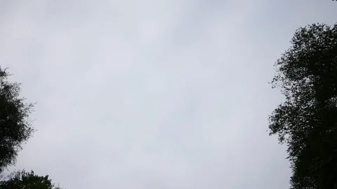 Trees on the road while riding Stock Footage 107257426