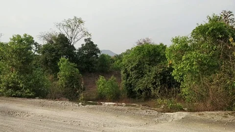 Trees at roadside in India Stock Footage 126348604