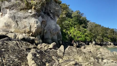 Trees on a rock in Abel Tasman Vidéo 343952192