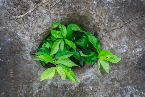 Trees on a rock in the forest. Stock Photos
