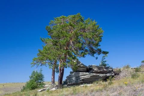 Trees on the rock Stock Photos