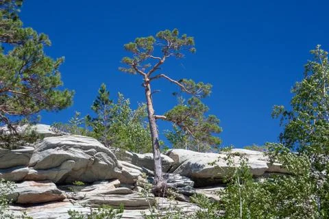 Trees on the rock Stock Photos