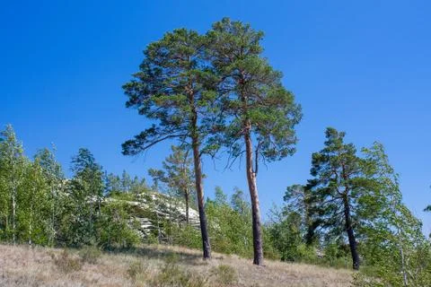 Trees on the rock Stock Photos