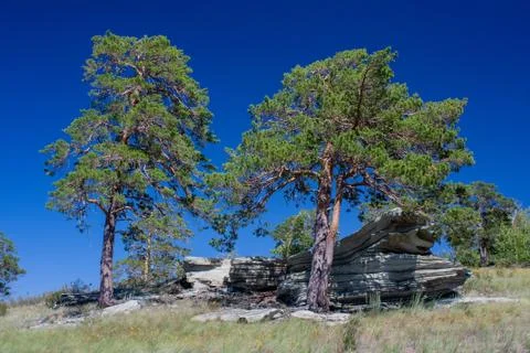 Trees on the rock Stock Photos