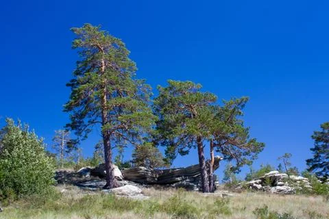 Trees on the rock Stock Photos
