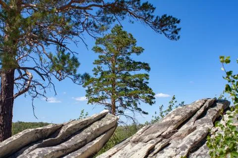 Trees on the rock Stock Photos