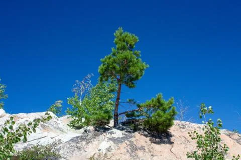 Trees on the rock Stock Photos