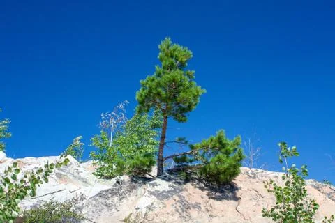 Trees on the rock Stock Photos
