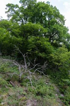 Trees on a rock Stock Photos